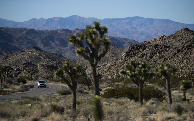 Some Areas Reopen In Joshua Tree National Park
