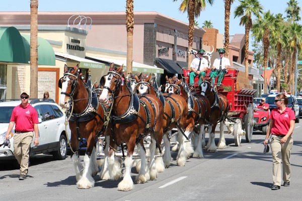 Clydesdales & Dalmation Arrive On El Paseo